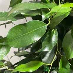 Ficus Benjamina Mixed Variety 19cm 7 Ficus Benjamina Mixed Variety 19cm -Hozelock Store 8719127092356 4
