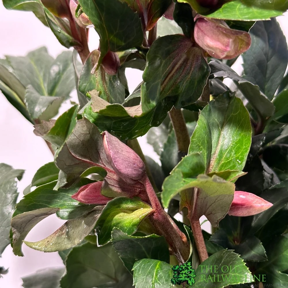 Hellebore 'Angel Glow' Helleborus Plant 3Ltr Pot 2 Hellebore 'Angel Glow' Helleborus Plant 3Ltr Pot - Image 2