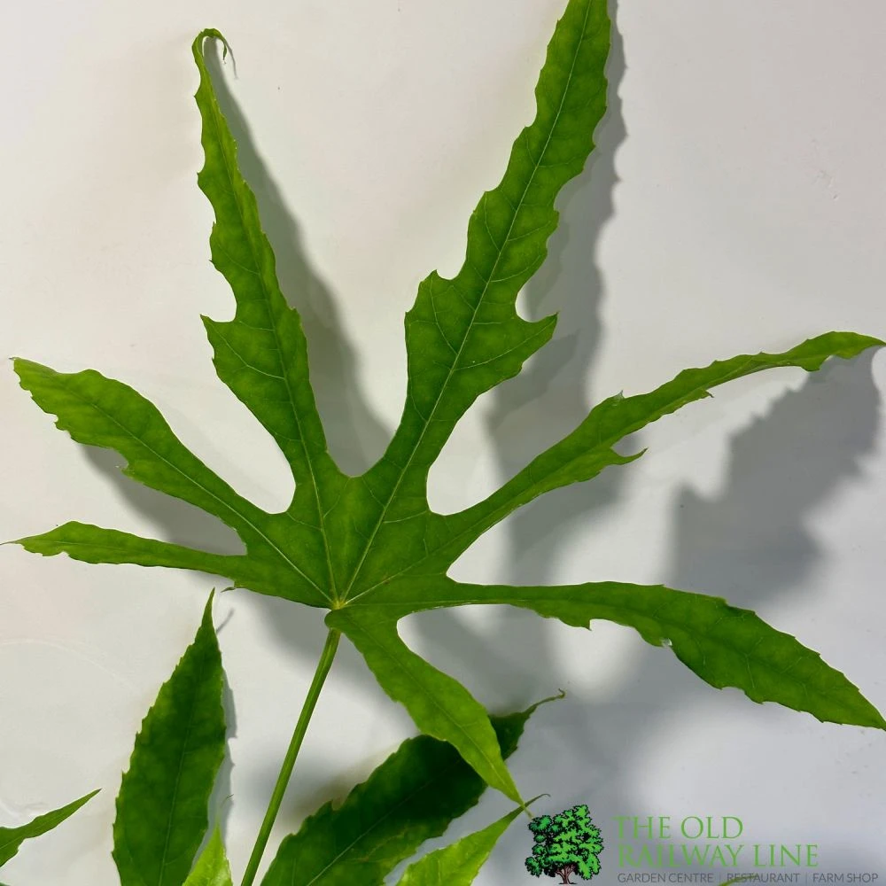 Fatsia Polycarpa 'Green Fingers' 2Ltr Pot 2 Fatsia Polycarpa 'Green Fingers' 2Ltr Pot - Image 2