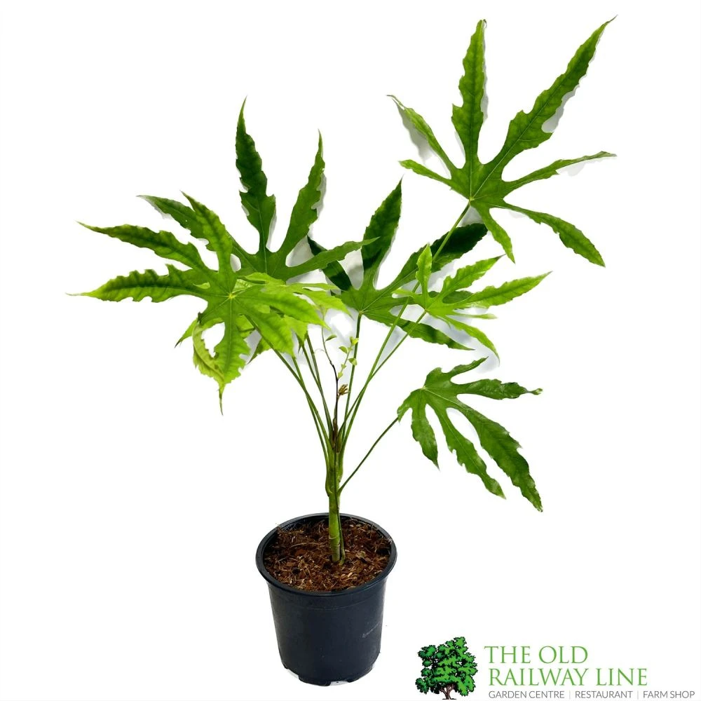 Fatsia Polycarpa 'Green Fingers' 2Ltr Pot 1 Fatsia Polycarpa 'Green Fingers' 2Ltr Pot