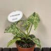 Syngonium 'Mottled' Rare Houseplant 12cm Pot (NL)