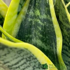 Sansevieria Trifasciata 'Futura Superba' Succulent Houseplant 12cm Pot 5 Sansevieria Trifasciata 'Futura Superba' Succulent Houseplant 12cm Pot -Hozelock Store 8719522707886 3