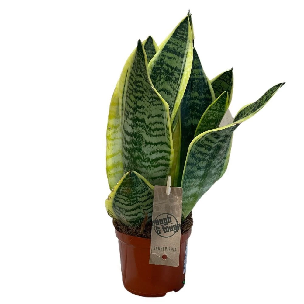 Sansevieria Trifasciata 'Futura Superba' Succulent Houseplant 12cm Pot 1 Sansevieria Trifasciata 'Futura Superba' Succulent Houseplant 12cm Pot