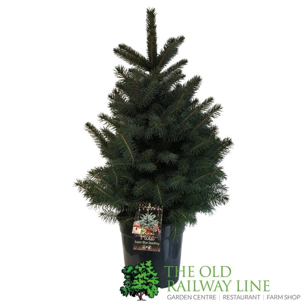 Picea 'Super Blue' 7.5Ltr Pot (NL) 1 Picea 'Super Blue' 7.5Ltr Pot (NL)