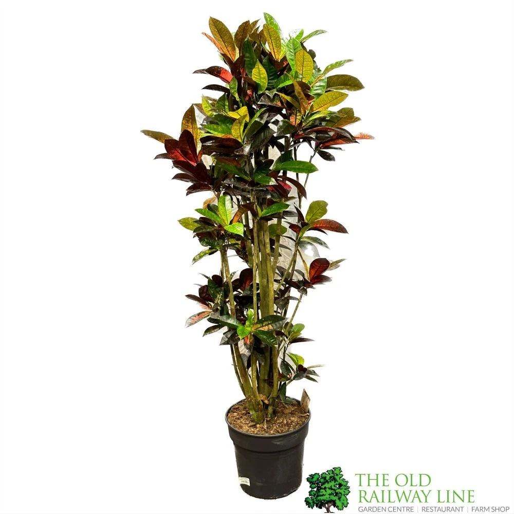 Codiaeum 'Iceton' Croton 1.6m Tall 1 Codiaeum 'Iceton' Croton 1.6m Tall