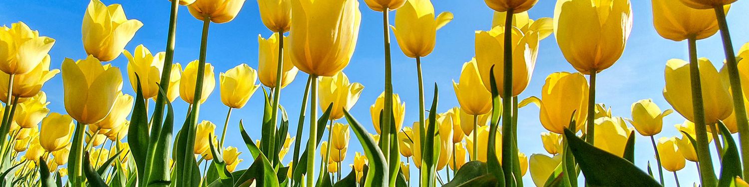 Hozelock Store -Hozelock Store gardening outdoors banner 2000 70a87299bfd44732bf7dded0ee3a5a7c